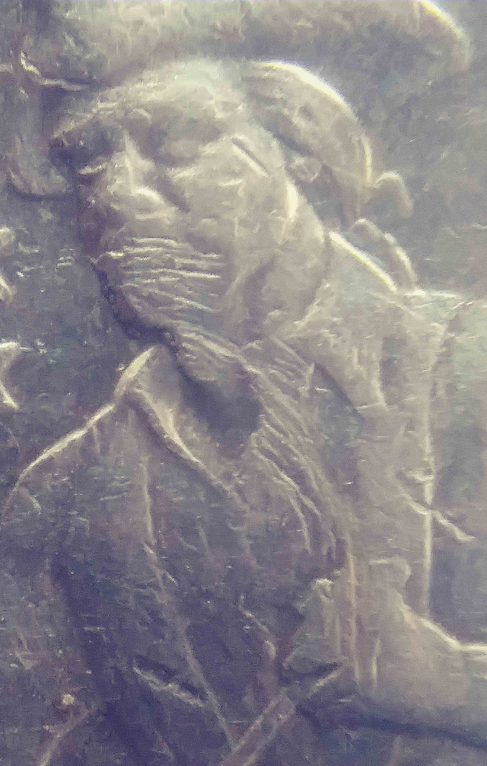 1976-Bicentennial-Quarter-Beauty.reverse.speak-No-Evil?