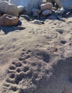 Bedrock,-Blacksand,-And-Mountain-Lions-Hummmmm!