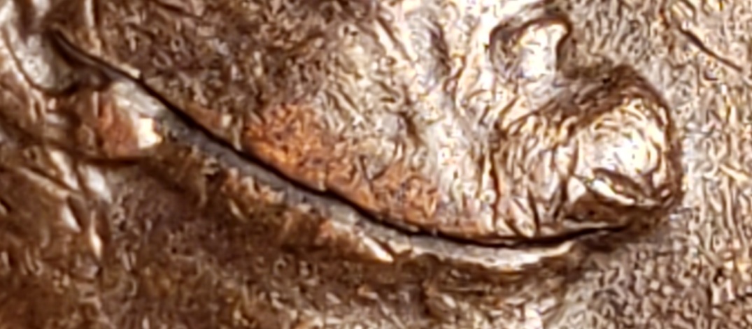 1952-D-LWC,-Obverse-Struck-Through/Wannabee?-Weight-3.10g