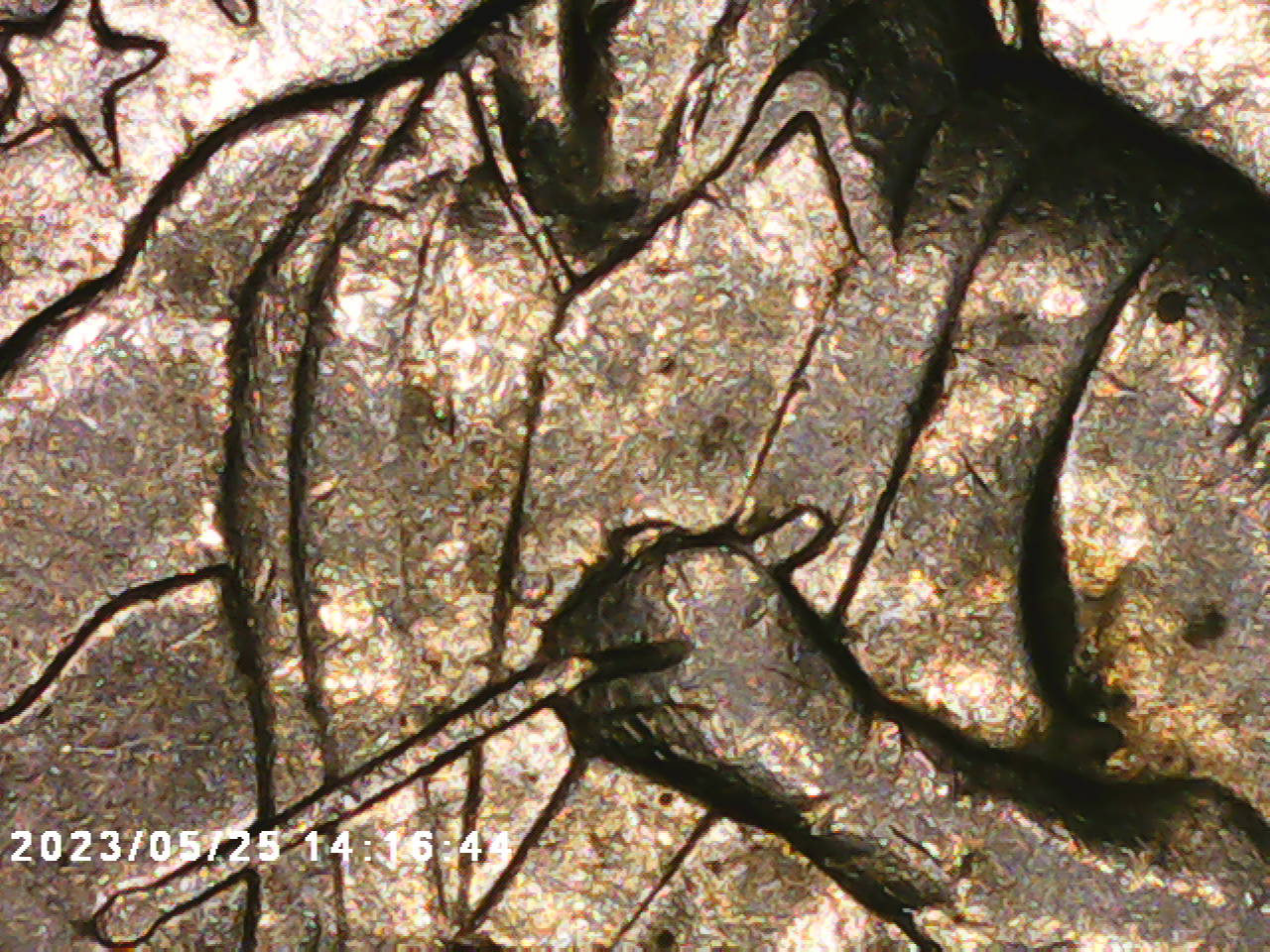 Fused-Fingers-On-A-Bicentennial-Quarter-1976-D