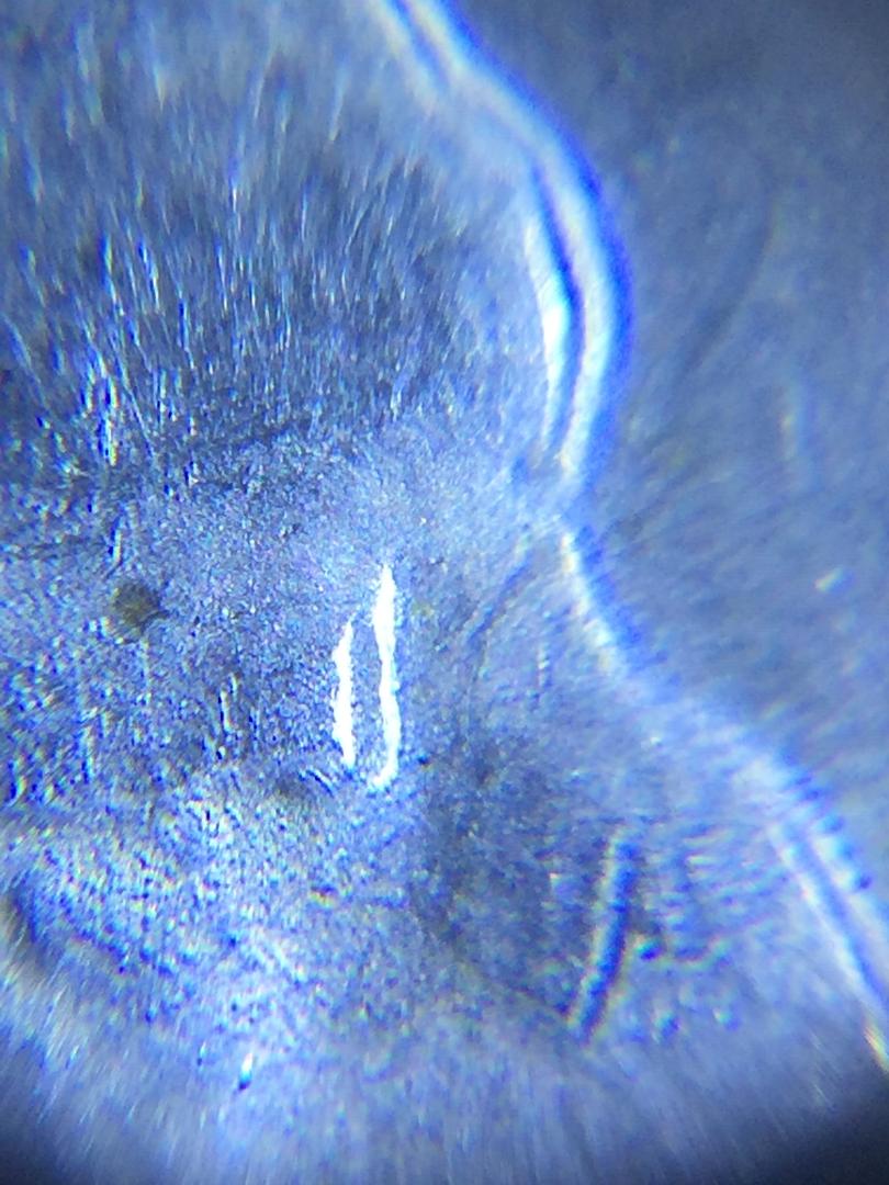1924-D-Buffalo-Nickel,-Help-Please!