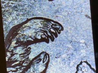 2008-State-Quarter-Error