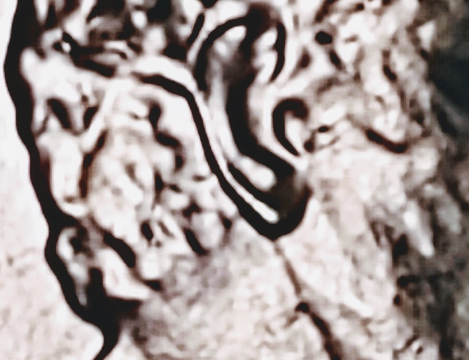 2019-P-Cent-Possible-DDO?