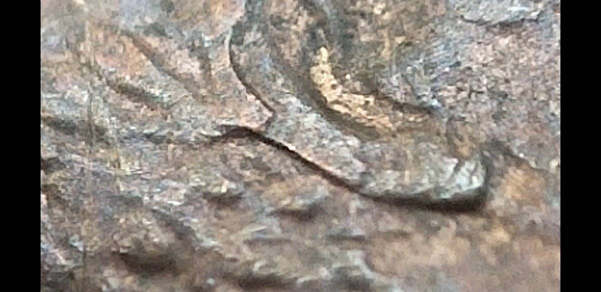The-Infamous-1988-Philadelphia-Penny-Double-Ear?