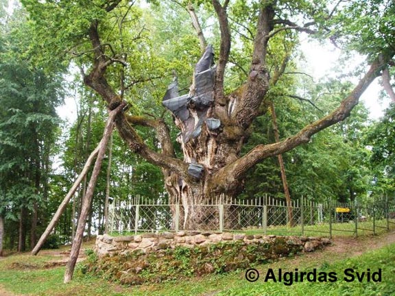 Post-Your-Coins-And-Medals-With-Trees