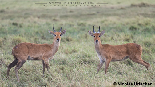 Deer,-OH-Deer,-OH-Deer!