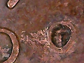 1996-Penny-Rot;-Fun-With-Chemical-Reactions