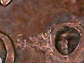 1996-Penny-Rot;-Fun-With-Chemical-Reactions