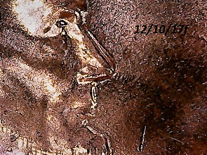 2017-Cent-DDO-Or-Shadow-Play