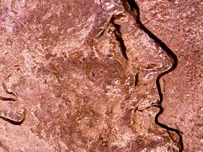1984-D-Cent;-Rocking-Horse-Of-A-Different-Color