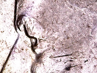 1966-JFK-Half-Dollar-Profile-Doubling