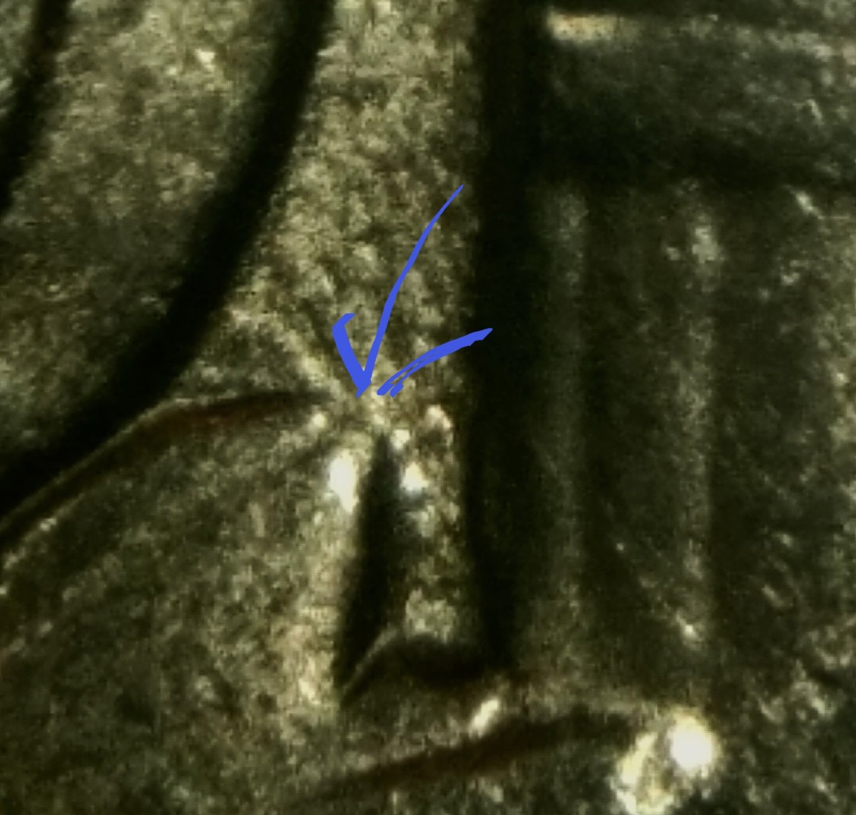 Found-Roosevelt-Dime-DDR-Not-Listed.***new-Discovery***?