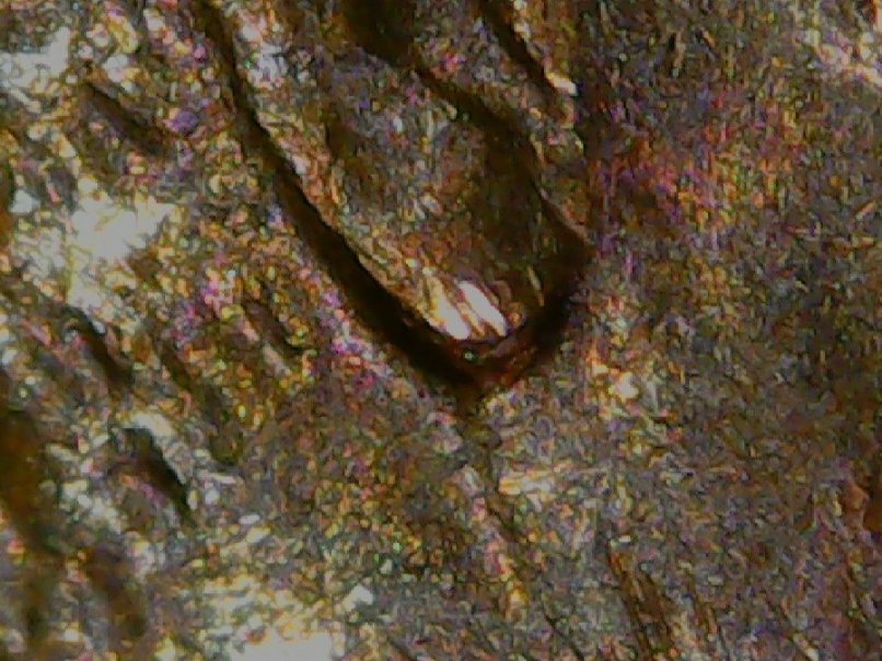 1974-D-LMC-With-3-Earlobes
