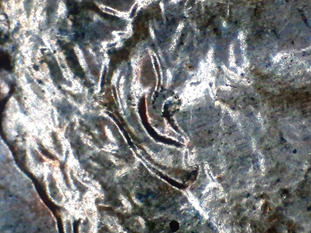 Help-Identifying-A-1988-P-LMC-Double-Ear-1-D0-010