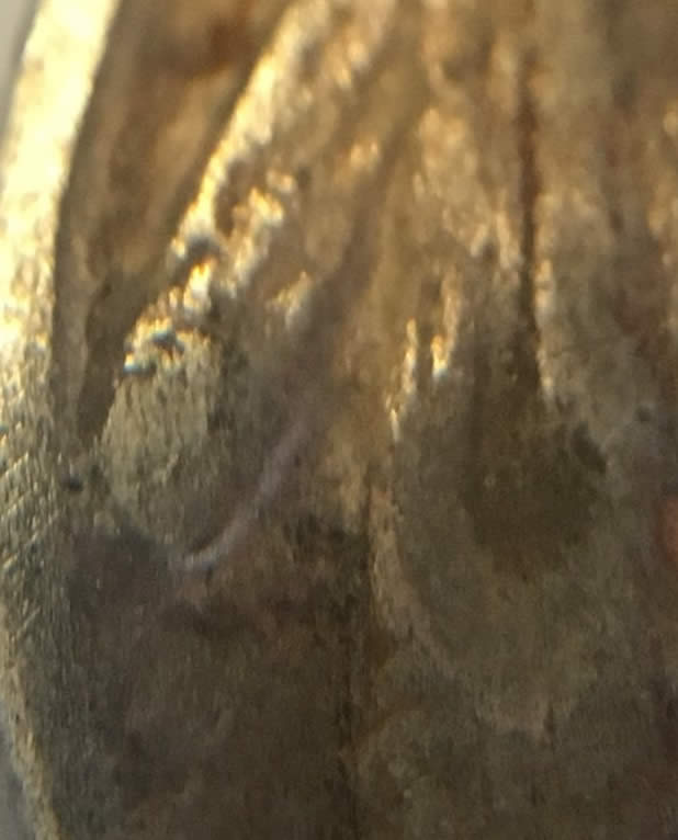 Buffalo-Nickel-Die-Deterioration?