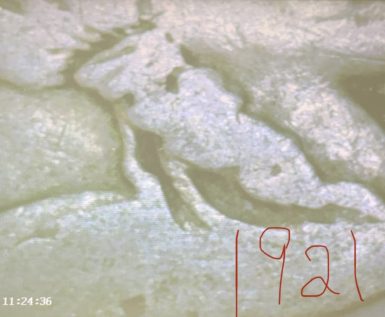 Possible-1921-Wavy-Ribbon-And-Detailed-Hair-Buffalo-Nickel?
