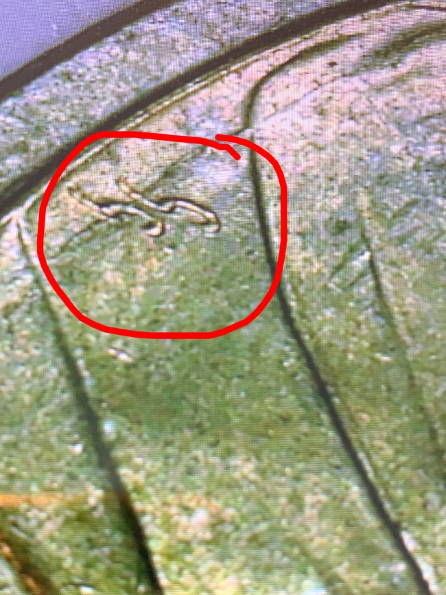 Sacagewea-Dollar-Die-Crack-Or-Damage?-2002