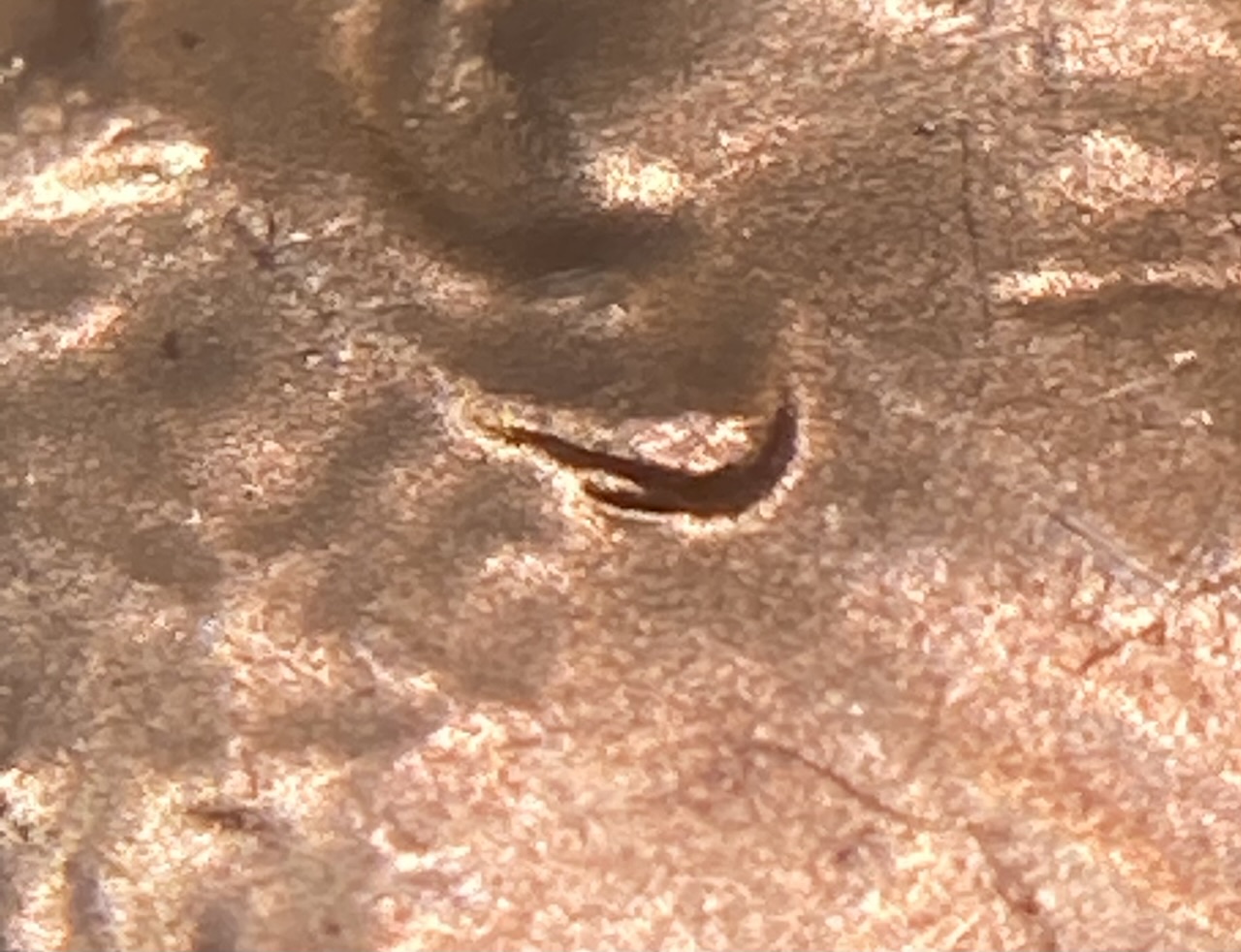 2021-D-LSC-Doubled-Ear-Lobe.-Best-One-I-Have-Found.