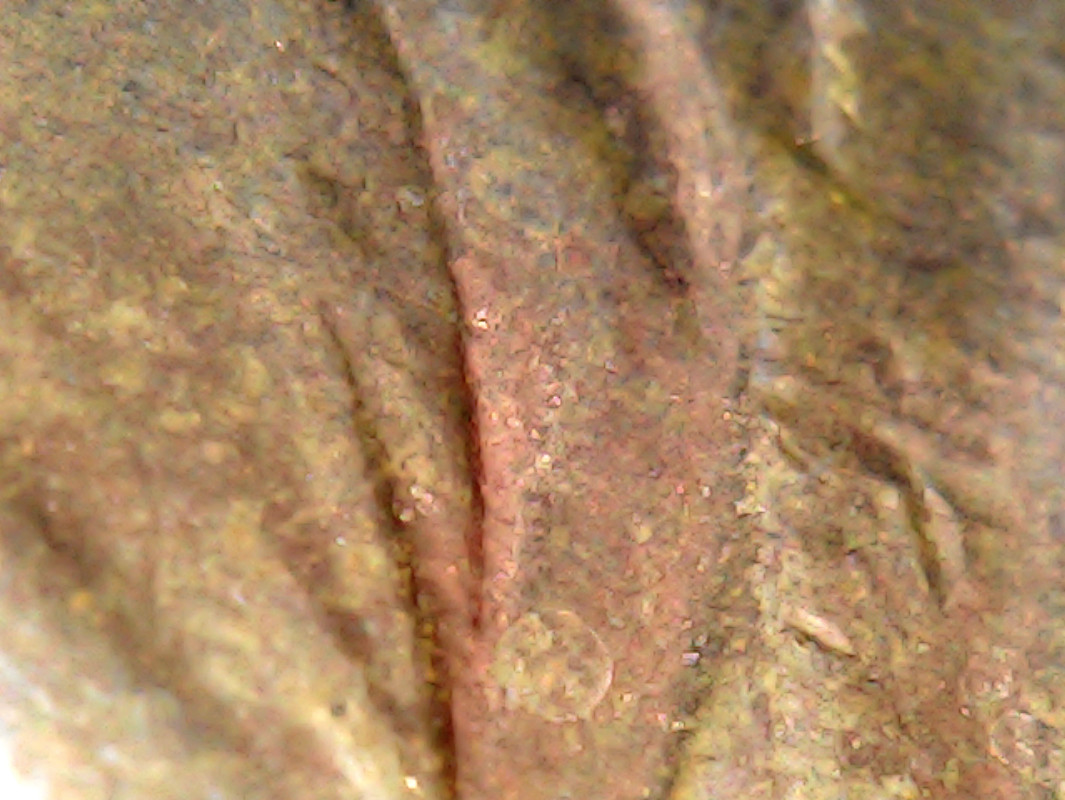 1987-Lincoln-Cent,-Buttons?-Or-More-Random-
