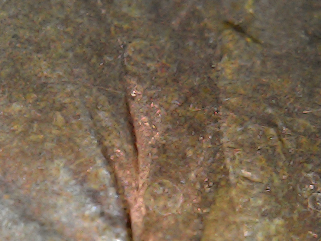 1987-Lincoln-Cent,-Buttons?-Or-More-Random-