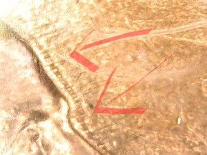 1988-Penny-With-A-Double-Profile-Image