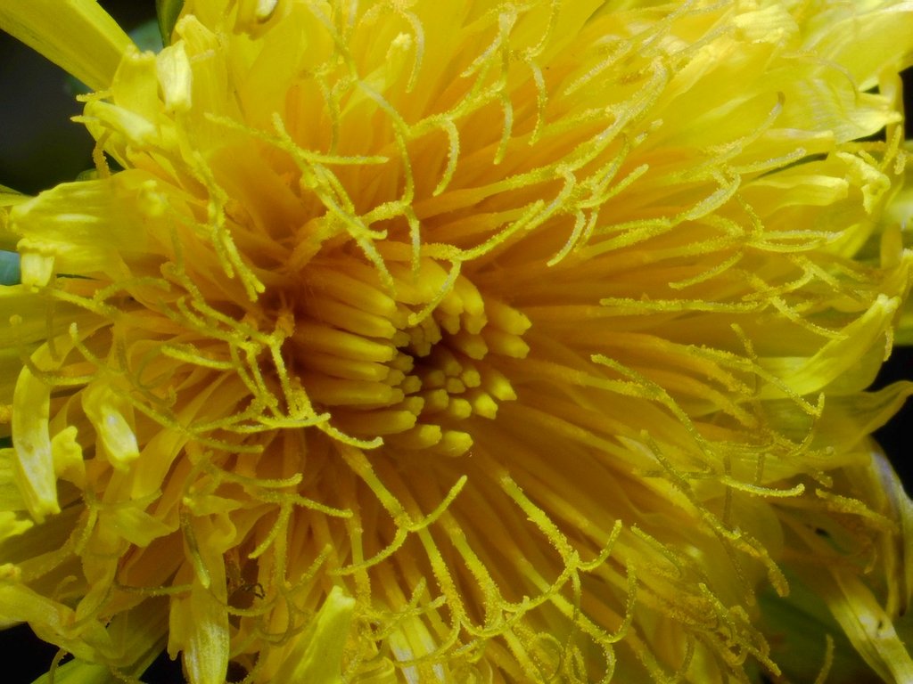 What-Device-Is-Needed-To-Take-Decent-Pictures-Of-Close-Ups?