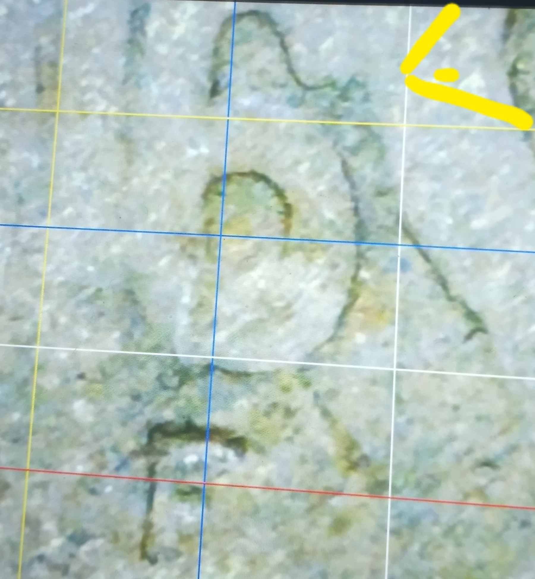 1916-Buffalo-The-Date-Is-Faded-So-What's-I-Think-Maybe-The-DDO-Is-Really-Faded.