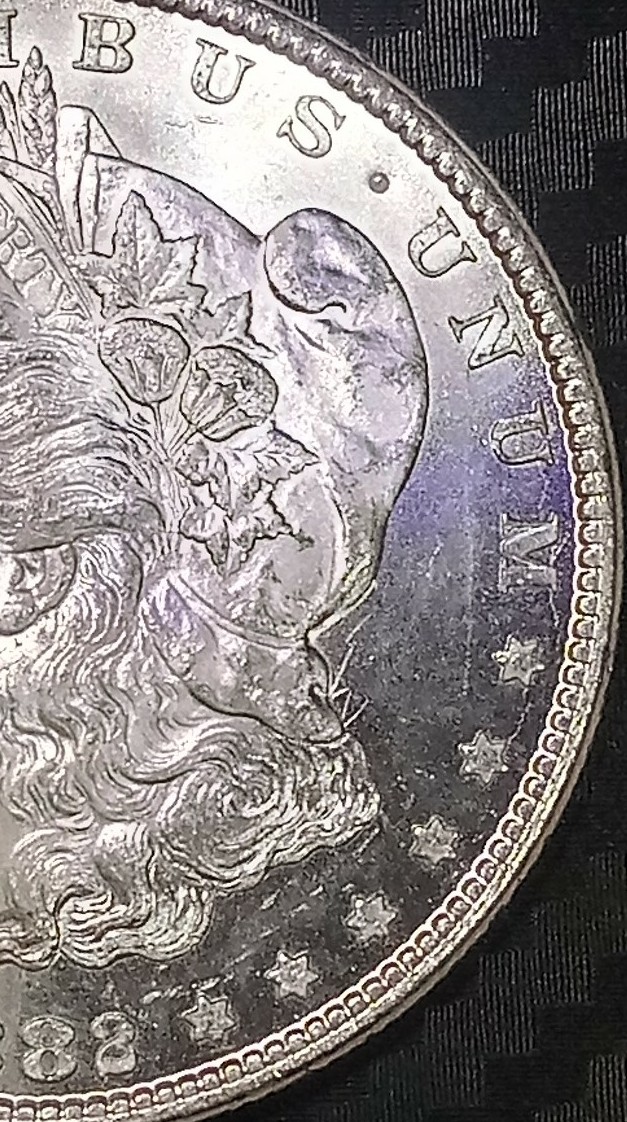 1882-CC-Bearded-Eagle?