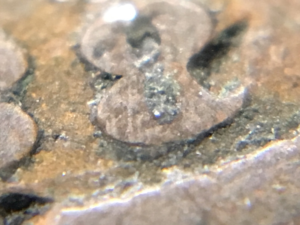 Very-Worn-&-Dirty-1888-Indian-Cent.-Any-Chance-It's-The-8/7-Overdate?