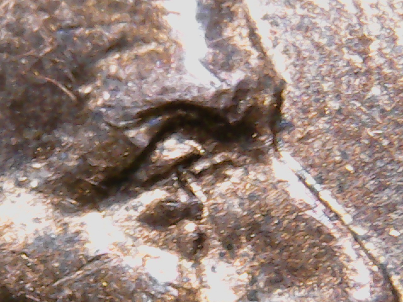 Eyelid-Doubled-Die-Lincoln-Cent..-Question