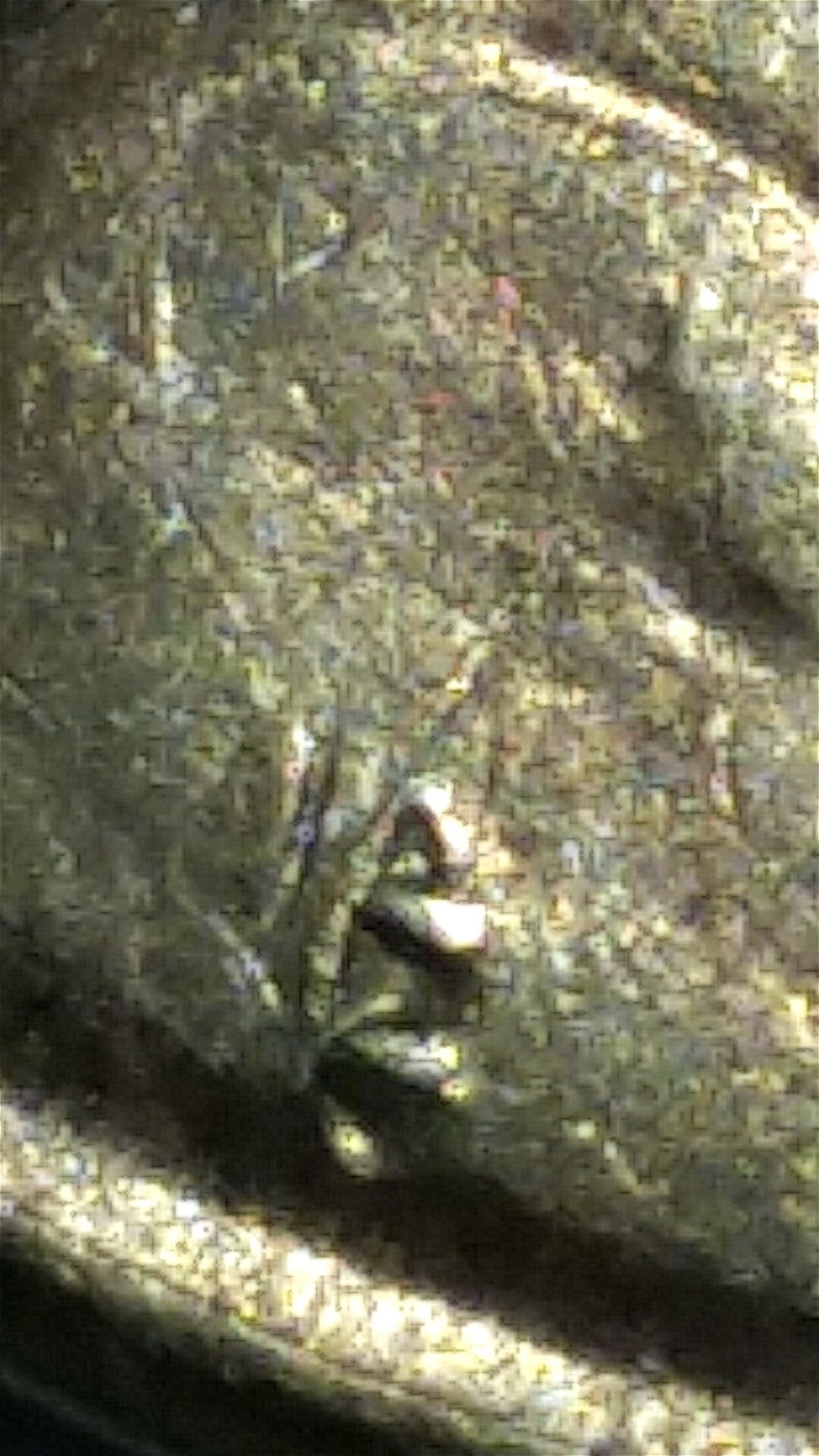 1975-D-Lincoln-Cent,-Rare-Find!-Help