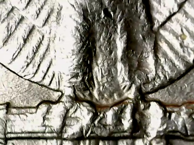 1987-D-Quarter-With-Strange-Right-Leg-On-Eagle