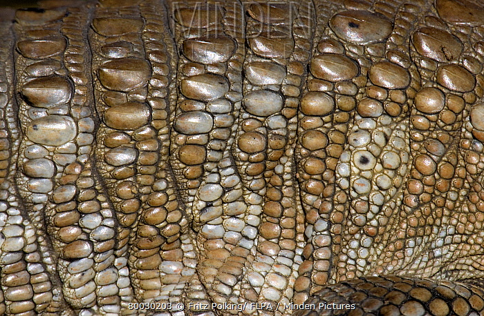 Strange-Metal-Bumps-On-A-1991-D-Lincoln-Cent.