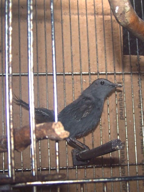 Post-Your-Bird-Coins