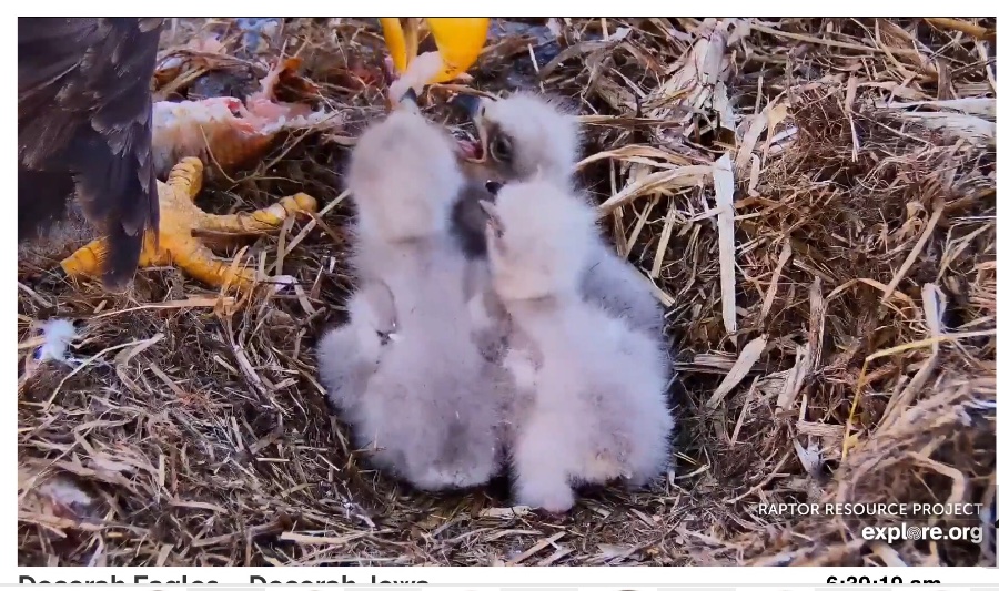 Eagle-Cam-In-Decorah-Iowa