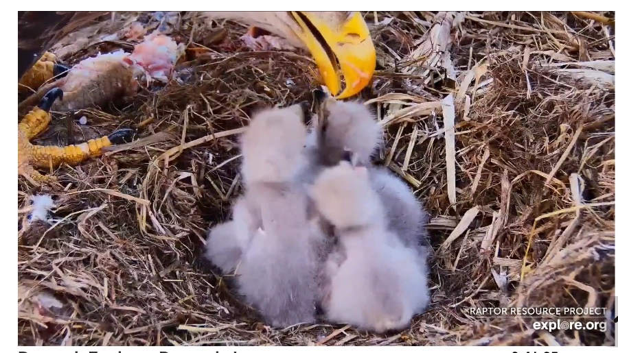 Eagle-Cam-In-Decorah-Iowa