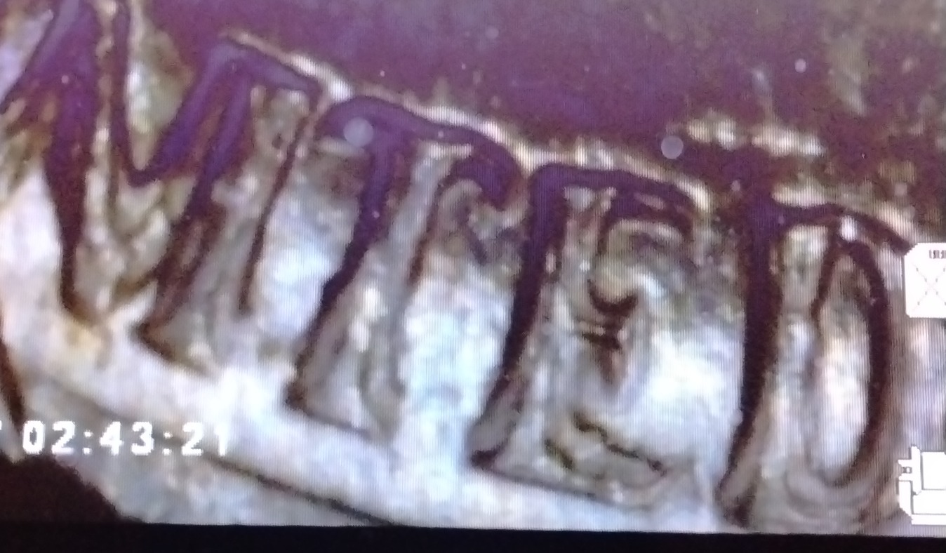 1984-D-Doubled-Die-Reverse