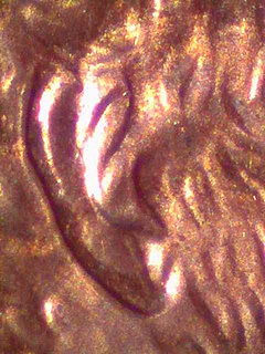 Lincoln-Cent-More-Pics-Of-Die-Trails