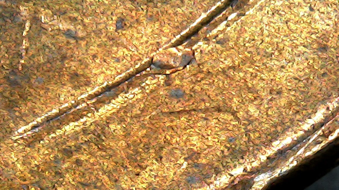 One-Penny-1956-D-Have-Double-D-Or-Something-Here?-Thanks-For-Answer