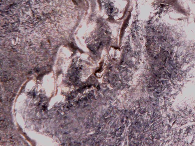 2006-And-2007-Roosevelt-Dime
