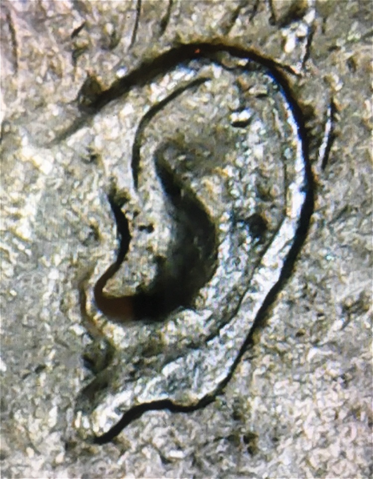 1964-P-Kennedy-Half,-What's-Up-With-The-Ear?