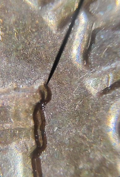 1983-P-Lincoln-Penny-Possible-DDR?--Looking-For-Feedback.
