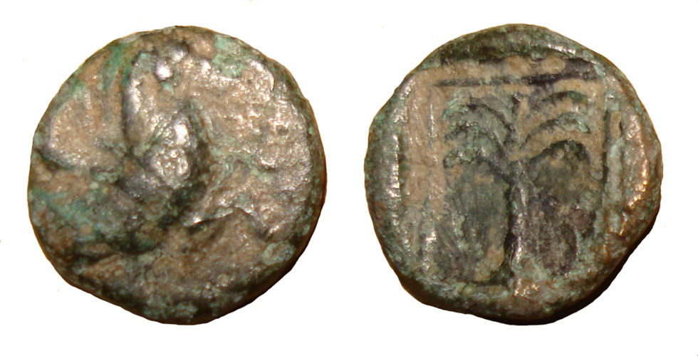 My-First-Animal-On-A-Coin.