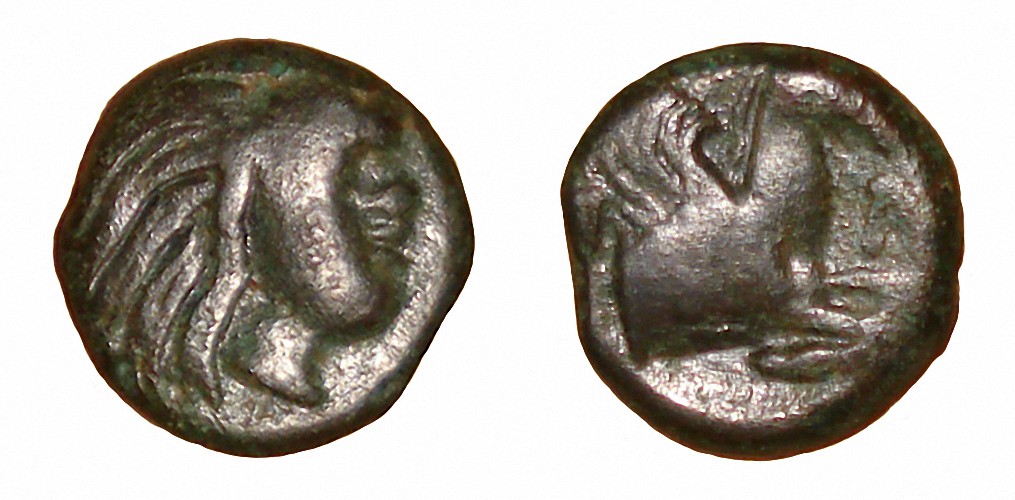 My-First-Animal-On-A-Coin.
