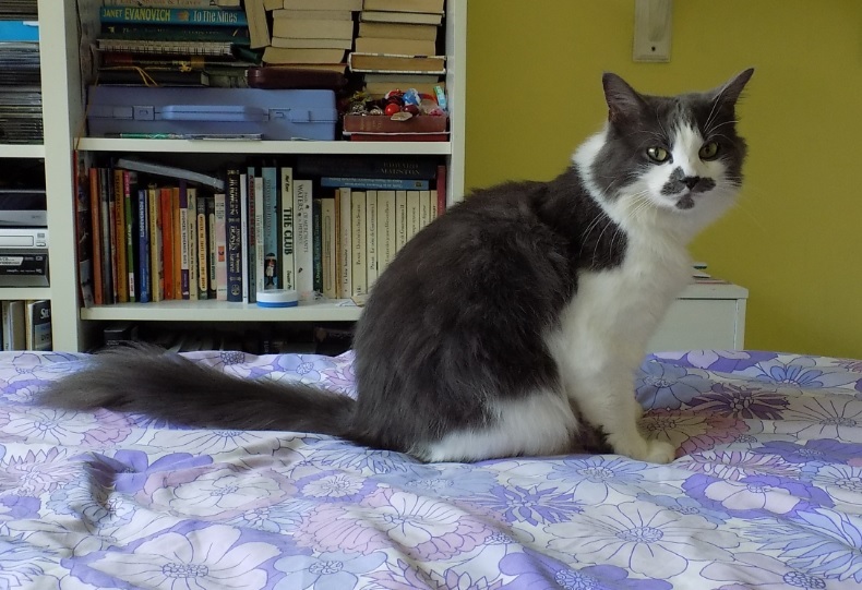 I-Had-To-Put-My-Kitty-Down-Today-His-Name-Was-Tiki,-A-Savannah-Cat-;-