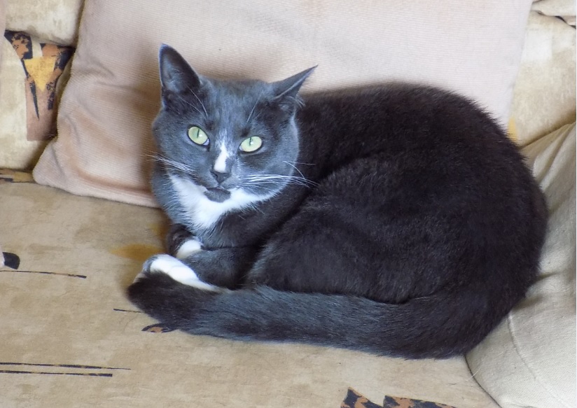 I-Had-To-Put-My-Kitty-Down-Today-His-Name-Was-Tiki,-A-Savannah-Cat-;-