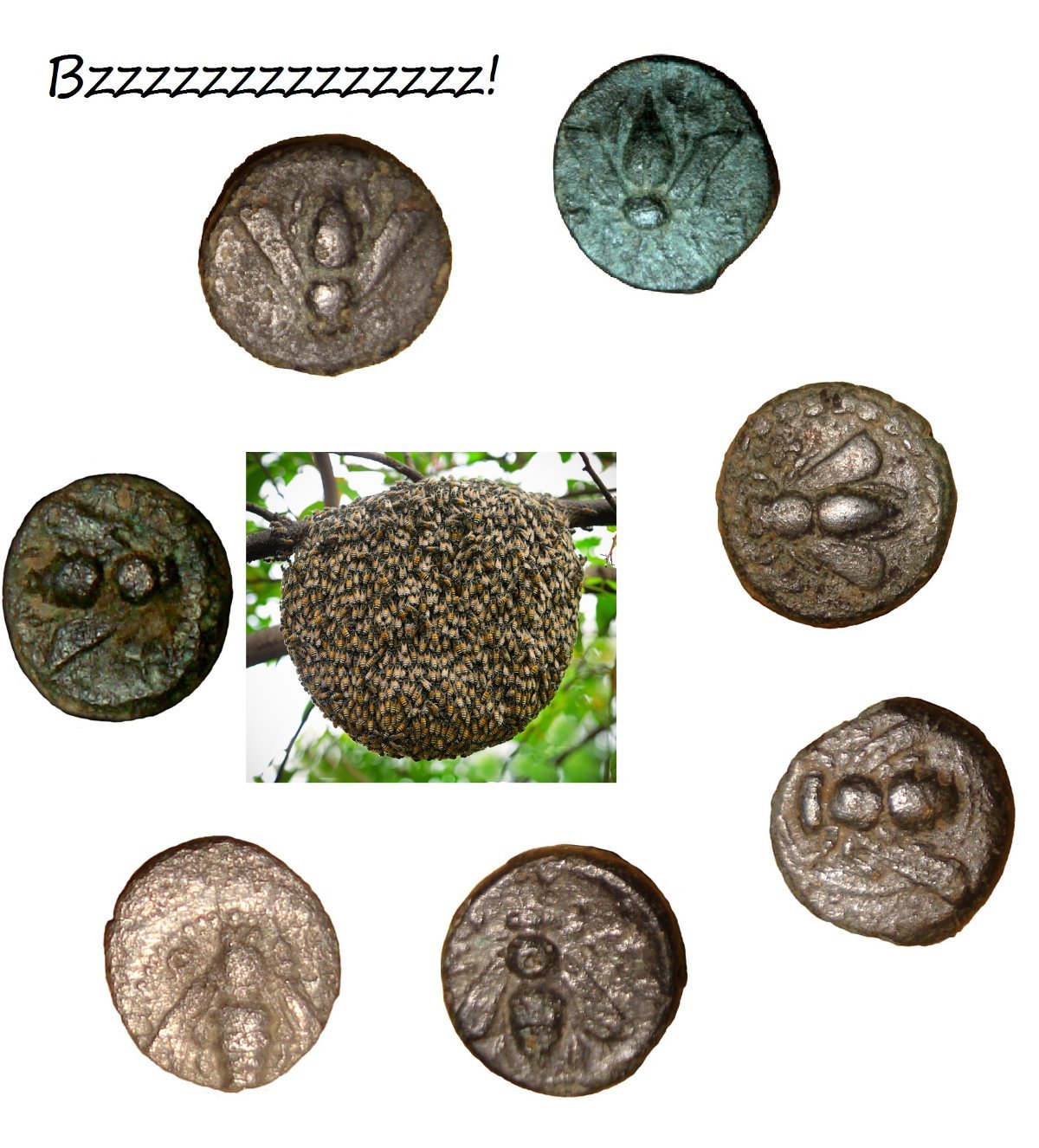 My-First-Animal-On-A-Coin.