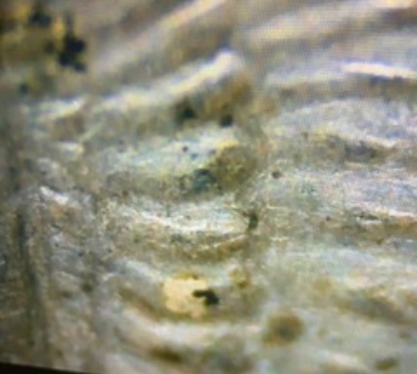 First-Known-Example?-1921-P-VAM-110.-Triple-Die-Obverse.