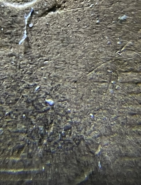 Is-This-PMD-On-An-1864-2-Cent?