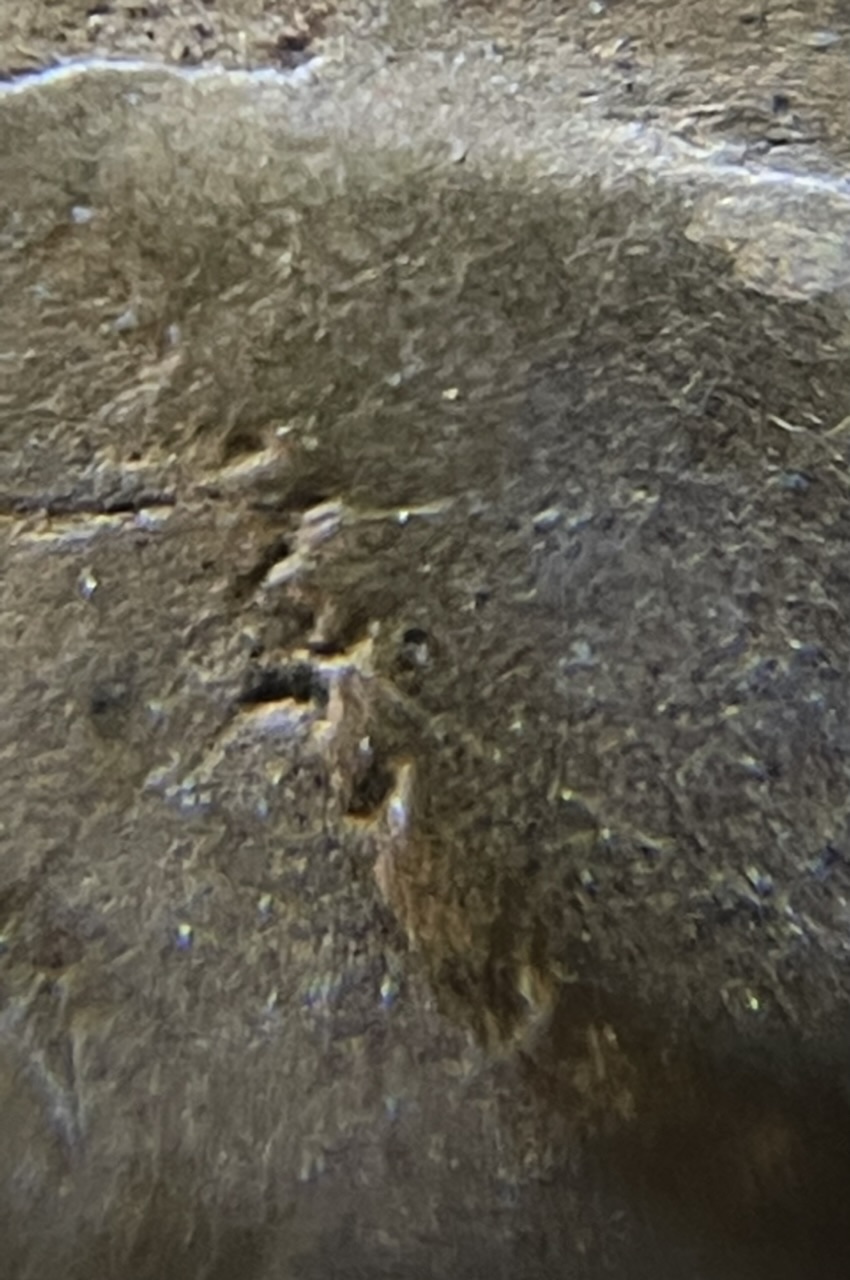 Is-This-PMD-On-An-1864-2-Cent?